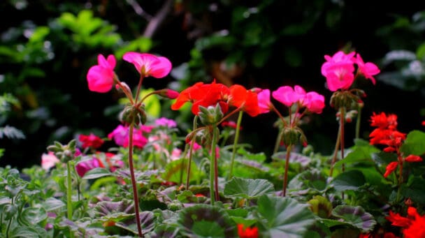 Flowers